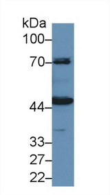 KNG1 / Kininogen / Bradykinin Antibody - Western Blot; Sample: Porcine Kidney lysate; Primary Ab: 1µg/ml Rabbit Anti-Human HMWK Antibody Second Ab: 0.2µg/mL HRP-Linked Caprine Anti-Rabbit IgG Polyclonal Antibody