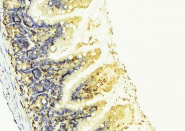 KNG1 / Kininogen / Bradykinin Antibody - 1:100 staining mouse colon tissue by IHC-P. The sample was formaldehyde fixed and a heat mediated antigen retrieval step in citrate buffer was performed. The sample was then blocked and incubated with the antibody for 1.5 hours at 22°C. An HRP conjugated goat anti-rabbit antibody was used as the secondary.