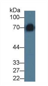 KNG1 / Kininogen / Bradykinin Antibody - Western Blot; Sample: Mouse Serum; Primary Ab: 5µg/ml Rabbit Anti-Rat KNG1 Antibody Second Ab: 0.2µg/mL HRP-Linked Caprine Anti-Rabbit IgG Polyclonal Antibody