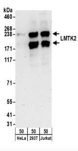 KPI-2 / LMTK2 Antibody - Detection of Human LMTK2 by Western Blot. Samples: Whole cell lysate (50 ug) from HeLa, 293T, and Jurkat cells. Antibodies: Affinity purified rabbit anti-LMTK2 antibody used for WB at 0.1 ug/ml. Detection: Chemiluminescence with an exposure time of 3 minutes.