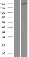 KPI-2 / LMTK2 Protein - Western validation with an anti-DDK antibody * L: Control HEK293 lysate R: Over-expression lysate
