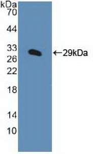 KPNA1 / Importin Alpha 5 Antibody - Western Blot; Sample: Recombinant KPNa1, Human.