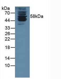 KPNA1 / Importin Alpha 5 Antibody - Western Blot; Sample: Human K562 Cells.