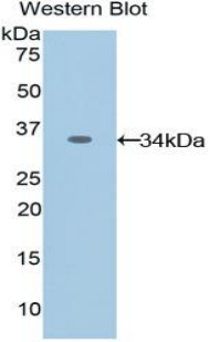 KPNA1 / Importin Alpha 5 Antibody - Western blot of recombinant KPNA1 / Importin Alpha 5.  This image was taken for the unconjugated form of this product. Other forms have not been tested.
