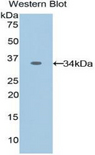 KPNA1 / Importin Alpha 5 Antibody - Western blot of recombinant KPNA1 / Importin Alpha 5.  This image was taken for the unconjugated form of this product. Other forms have not been tested.