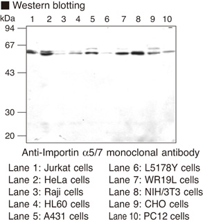 KPNA1 / Importin Alpha 5 Antibody