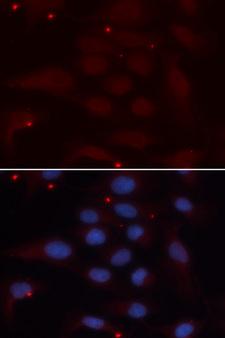 KPNA1 / Importin Alpha 5 Antibody - Immunofluorescence analysis of U2OS cells.