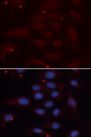 KPNA1 / Importin Alpha 5 Antibody - Immunofluorescence analysis of U2OS cells using KPNA1 antibody. Blue: DAPI for nuclear staining.