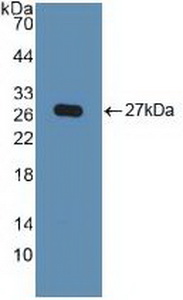 KPNA2 / Importin Alpha 1 Antibody - Western Blot; Sample: Recombinant KPNa2, Human.