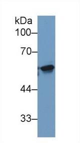 KPNA2 / Importin Alpha 1 Antibody