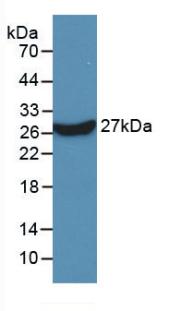 KPNA2 / Importin Alpha 1 Antibody