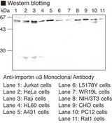 KPNA3 / Importin Alpha 4 Antibody