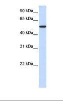 KPNA3 / Importin Alpha 4 Antibody - MCF7 cell lysate. Antibody concentration: 1.0 ug/ml. Gel concentration: 12%.  This image was taken for the unconjugated form of this product. Other forms have not been tested.