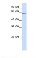 KPNA5 Antibody - Jurkat cell lysate. Antibody concentration: 1.0 ug/ml. Gel concentration: 12%.  This image was taken for the unconjugated form of this product. Other forms have not been tested.