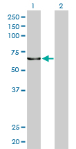 KPNA5 Antibody - Western Blot analysis of KPNA5 expression in transfected 293T cell line by KPNA5 monoclonal antibody (M01), clone 1D2.Lane 1: KPNA5 transfected lysate(60.7 KDa).Lane 2: Non-transfected lysate.