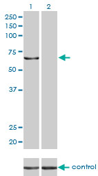 KPNA5 Antibody - Western blot analysis of KPNA5 over-expressed 293 cell line, cotransfected with KPNA5 Validated Chimera RNAi (Lane 2) or non-transfected control (Lane 1). Blot probed with KPNA5 monoclonal antibody (M01), clone 1D2 . GAPDH ( 36.1 kDa ) used as specificity and loading control.