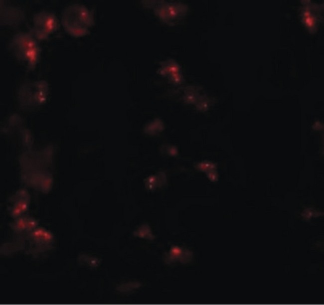 KPNA6 Antibody - Immunofluorescence of KPNA6 in 293 cells with KPNA6 antibody at 20 ug/ml.