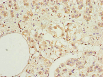 KPNA6 Antibody - Immunohistochemistry of paraffin-embedded human adrenal gland tissue at dilution 1:100