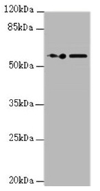 KPNA6 Antibody - Western blot All lanes: KPNA6 antibody at 0.95µg/ml Lane 1: PC-3 whole cell lysate Lane 2: Hela whole cell lysate Secondary Goat polyclonal to rabbit IgG at 1/10000 dilution Predicted band size: 60 kDa Observed band size: 60 kDa
