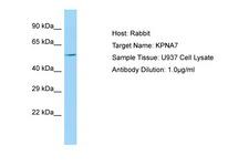 KPNA7 Antibody -  This image was taken for the unconjugated form of this product. Other forms have not been tested.