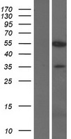 KPNA7 Protein - Western validation with an anti-DDK antibody * L: Control HEK293 lysate R: Over-expression lysate