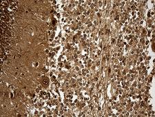 KPNB1 / Importin Beta Antibody - Immunohistochemical staining of paraffin-embedded Human embryonic cerebellum within the normal limits using anti-KPNB1 mouse monoclonal antibody. (Heat-induced epitope retrieval by 1mM EDTA in 10mM Tris buffer. (pH8.5) at 120°C for 3 min. (1:500)