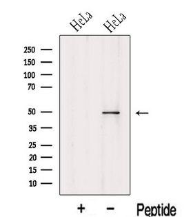 KPTN / Kaptin Antibody - Western blot analysis of extracts of HeLa cells using KPTN antibody. The lane on the left was treated with blocking peptide.