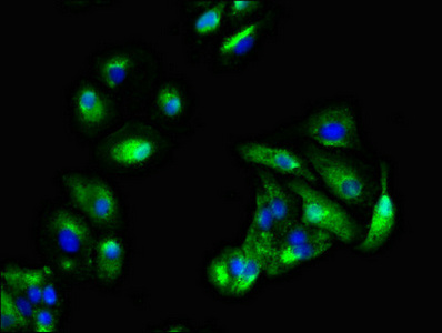 KRAS Antibody - Immunofluorescent analysis of HepG2 cells diluted at 1:100 and Alexa Fluor 488-congugated AffiniPure Goat Anti-Rabbit IgG(H+L)
