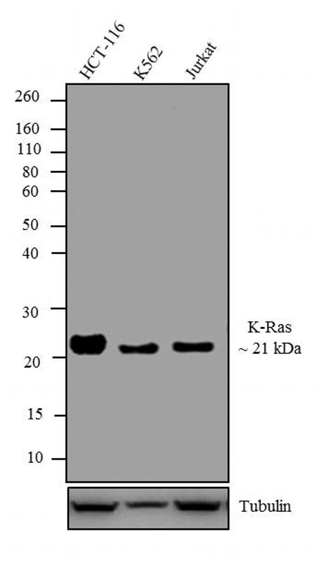 KRAS Antibody - K-Ras Antibody in Western Blot (WB)
