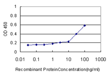 KRAS Antibody - Detection limit for recombinant GST tagged KRAS is approximately 1 ng/ml as a capture antibody.