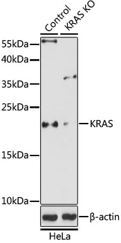 KRAS Antibody - Western blot analysis of extracts from normal (control) and KRAS knockout (KO) 293T cells, using KRAS antibody at 1:1000 dilution. The secondary antibody used was an HRP Goat Anti-Rabbit IgG (H+L) at 1:10000 dilution. Lysates were loaded 25ug per lane and 3% nonfat dry milk in TBST was used for blocking. An ECL Kit was used for detection and the exposure time was 3min.