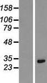 KRCC1 Protein - Western validation with an anti-DDK antibody * L: Control HEK293 lysate R: Over-expression lysate