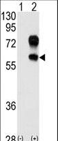 KREMEN1 / KREMEN-1 Antibody - Western blot of Kremen (arrow) using Kremen Antibody. 293 cell lysates (2 ug/lane) either nontransfected (Lane 1) or transiently transfected with the Kremen gene (Lane 2) (Origene Technologies).