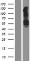 KREMEN1 / KREMEN-1 Protein - Western validation with an anti-DDK antibody * L: Control HEK293 lysate R: Over-expression lysate