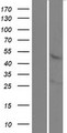 KREMEN1 / KREMEN-1 Protein - Western validation with an anti-DDK antibody * L: Control HEK293 lysate R: Over-expression lysate