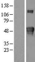 KREMEN2 Protein - Western validation with an anti-DDK antibody * L: Control HEK293 lysate R: Over-expression lysate