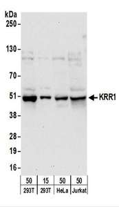 KRR1 Antibody - Detection of Human KRR1 by Western Blot. Samples: Whole cell lysate from 293T (15 and 50 ug), HeLa (50 ug), and Jurkat (50 ug) cells. Antibodies: Affinity purified rabbit anti-KRR1 antibody used for WB at 0.1 ug/ml. Detection: Chemiluminescence with an exposure time of 30 seconds.