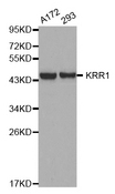 KRR1 Antibody - Western blot analysis of extracts of various cell lines, using KRR1 antibody.