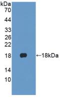 KRT1 / CK1 / Cytokeratin 1 Antibody - Western Blot; Sample: Recombinant KRT1, Human.