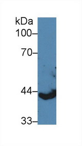KRT13 / CK13 / Cytokeratin 13 Antibody - Western Blot; Sample: Porcine Spleen lysate; Primary Ab: 5µg/ml Rabbit Anti-Human KRT13 Antibody Second Ab: 0.2µg/mL HRP-Linked Caprine Anti-Rabbit IgG Polyclonal Antibody