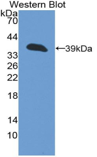 KRT13 / CK13 / Cytokeratin 13 Antibody - Western blot of recombinant KRT13 / Cytokeratin 13.