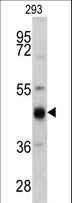 KRT13 / CK13 / Cytokeratin 13 Antibody - Western blot of KRT13 antibody in 293 cell line lysates (35 ug/lane). KRT13 (arrow) was detected using the purified antibody.
