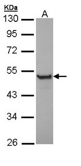 KRT13 / CK13 / Cytokeratin 13 Antibody - Sample (30 ug of whole cell lysate). A: HeLa. 10% SDS PAGE. KRT13 / Keratin 13 antibody diluted at 1:1000