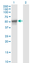 KRT13 / CK13 / Cytokeratin 13 Antibody - Western Blot analysis of KRT13 expression in transfected 293T cell line by KRT13 monoclonal antibody (M05), clone 4F5.Lane 1: KRT13 transfected lysate (Predicted MW: 49.6 KDa).Lane 2: Non-transfected lysate.