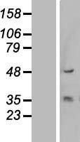 KRT13 / CK13 / Cytokeratin 13 Protein - Western validation with an anti-DDK antibody * L: Control HEK293 lysate R: Over-expression lysate