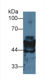 KRT14 / CK14 / Cytokeratin 14 Antibody - Western Blot; Sample: Mouse Stomach lysate; Primary Ab: 2µg/ml Rabbit Anti-Mouse KRT14 Antibody Second Ab: 0.2µg/mL HRP-Linked Caprine Anti-Rabbit IgG Polyclonal Antibody