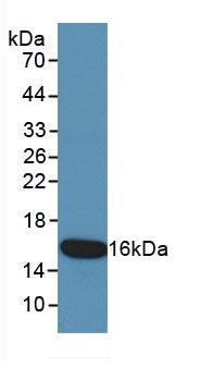 KRT15 / CK15 / Cytokeratin 15 Antibody - Western Blot; Sample: Recombinant KRT15, Human.