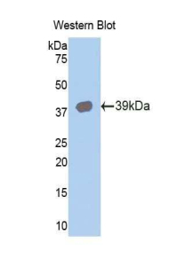 KRT15 / CK15 / Cytokeratin 15 Antibody - Western blot of recombinant KRT15 / Cytokeratin 15.  This image was taken for the unconjugated form of this product. Other forms have not been tested.