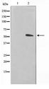 KRT15 / CK15 / Cytokeratin 15 Antibody - Western blot of COS7 cell lysate using Keratin 15 Antibody
