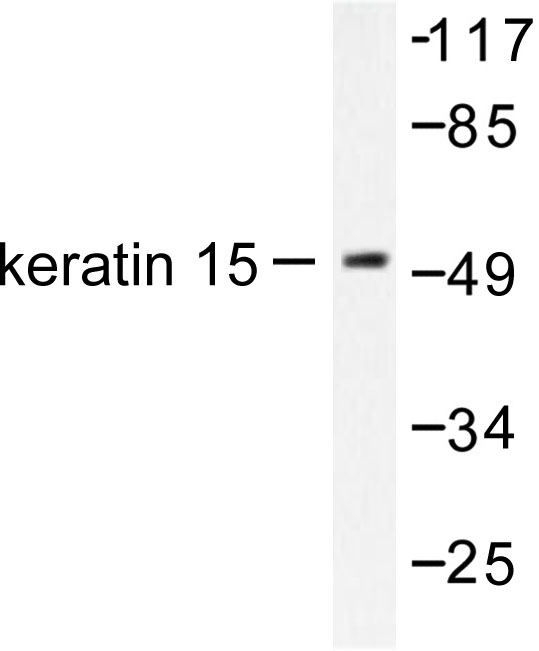 KRT15 / CK15 / Cytokeratin 15 Antibody - Western blot of Cytokeratin 15 (T12) pAb in extracts from COS7 cells.